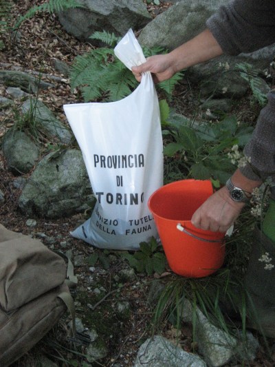Stocking Grandubbione river with trout